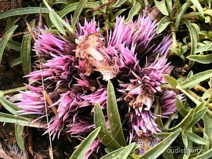 Lepidagathis trinervis flower1.jpg
